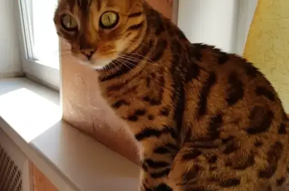 Кошки потеряшки, Жевнево, фото: Потеряшка бенгальская кошка в деревне Жевнево