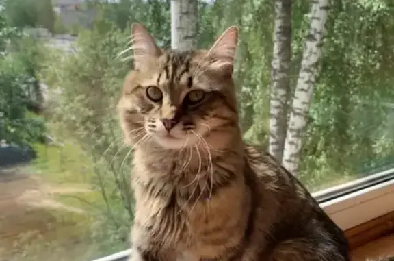 Кошки потеряшки, Москва, фото: Потеряшка кошка Марс в Гольяново, Москва.