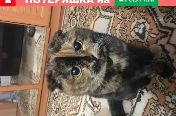 Пропала кошка в Новосибирске