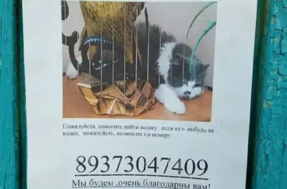 Пропала кошка в Сибае, лет 15, серая с белой грудкой