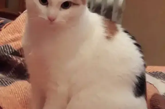 Кошки потеряшки, Курган, фото: Потеряшка кошка на Утяке, Курганская обл.