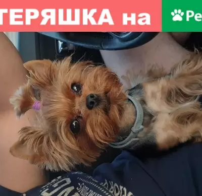 Собаки потеряшки, Москва, фото: Потеряшка собака Йорк в Московской области
