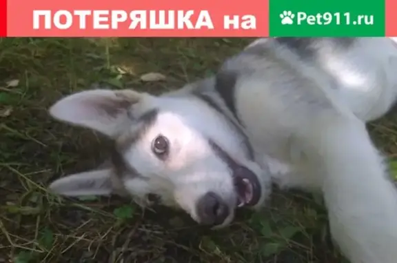 Найдена собака в Зеленоградском районе
