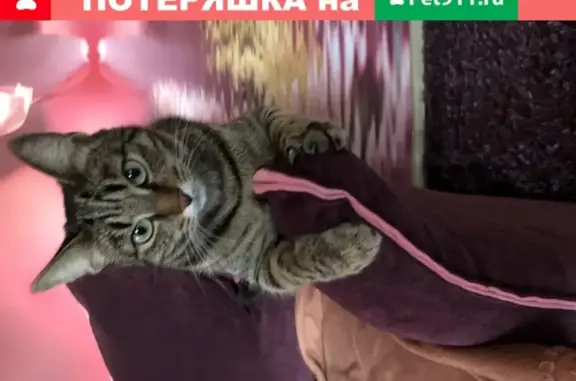 Пропала кошка Гаврюша в СНТ Лесная Поляна 28