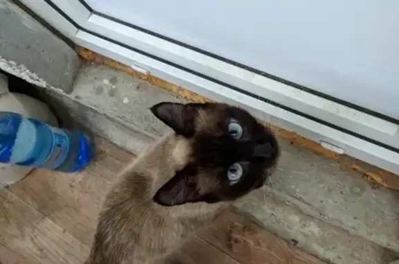 Найдена кошка в ошейнике в Тюмени
