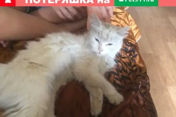 Найдена кошка на Комсомольском проспекте, ищем хозяев