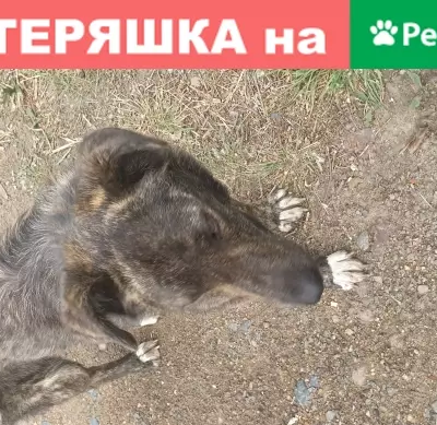 Найден очаровательный пёс в посёлке Наклонный (Чита)