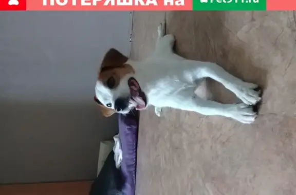 Собака-терьер найдена в Домодедово