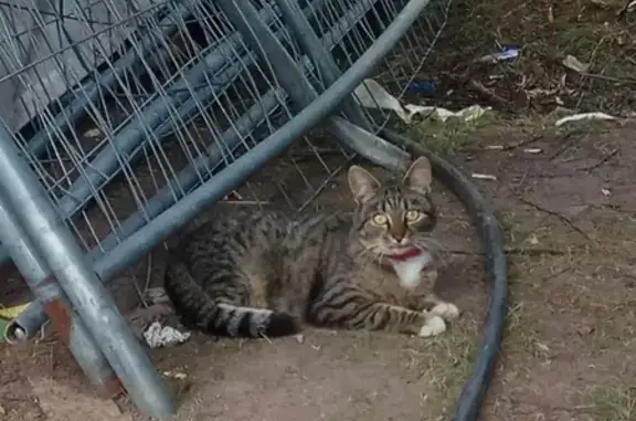 Найдена кошка возле теннисного центра на Майском просеке, домашняя с ошейником.