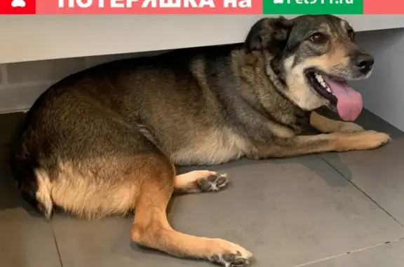 Собака найдена на Бауманской, Москва, 7с5
