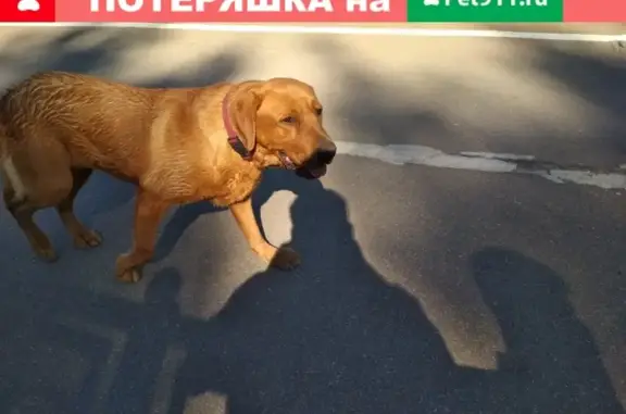 Собака найдена в Кузьмолово, ищем хозяина.