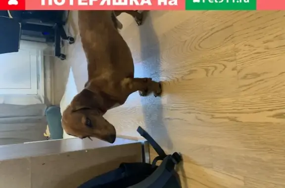 Найдена собака, Москва, фото: Найден кобель Таксы в Можайском районе