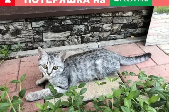 Найден котенок на ул. Ипподромная, Саратов