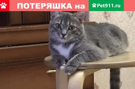Пропала кошка в районе Перово, адрес ветклиники на Новогриеевской, звоните если найдете!