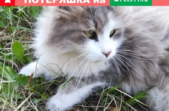 Найдена кошка на ул. Академика Королёва, 4