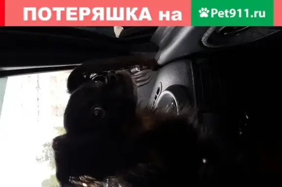 Пропала собака Русский той в Рыбинске, СНТ Дружба