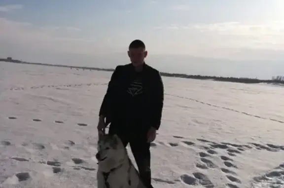 Пропала собака на Чулымской, Томск - помощь нужна!