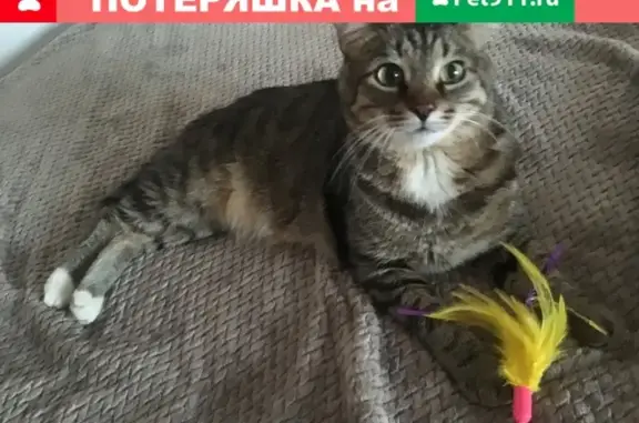 Пропала кошка Котик в Краснокамске, улица Трубная, СНТ КЦБК №2, вознаграждение