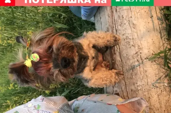Пропала собака Боня в Рязани, район Солотча