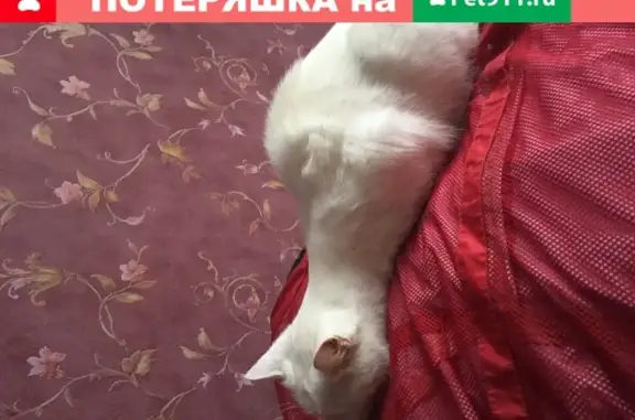 Пропала белая кошка в районе Платформы Красногорская