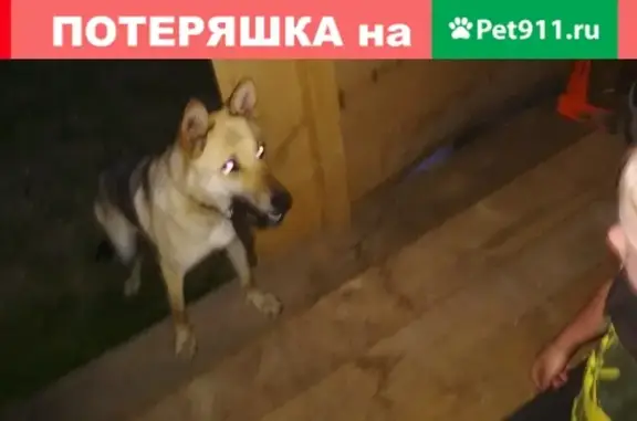 Собака найдена в Кузнецовке, Башкортостан