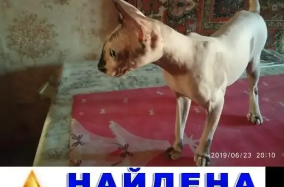 Лысая кошка на Нижегородской