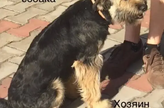 Собака найдена в Домодедово, МО, Россия