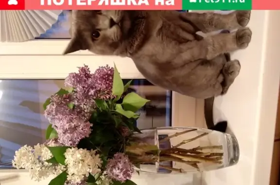 Пропал котик в Румянцево, Москва - помогите найти!