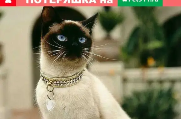Пропала кошка-щенок в Серпухове.