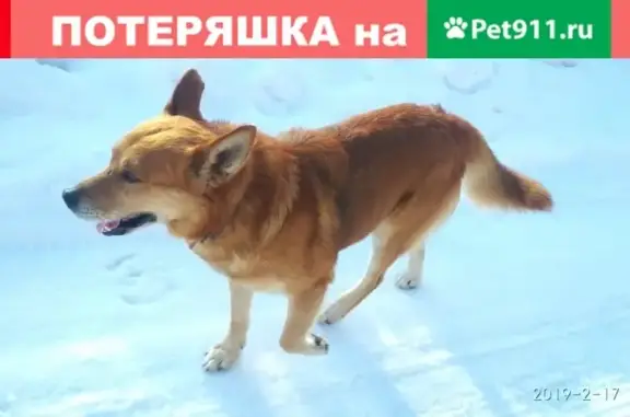 Пропала собака породы заподно-сибирская лайка в деревне Большое Савватеево, Тульская область