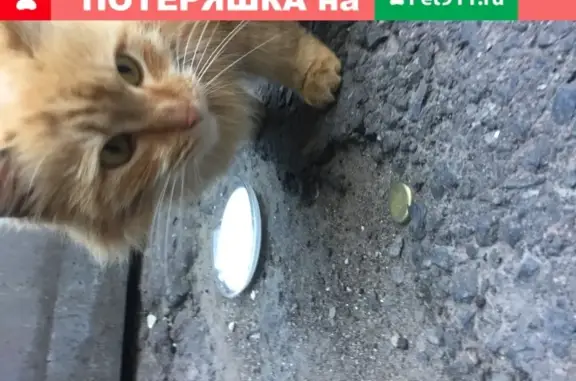 Найдена рыжая кошка в центре СПб