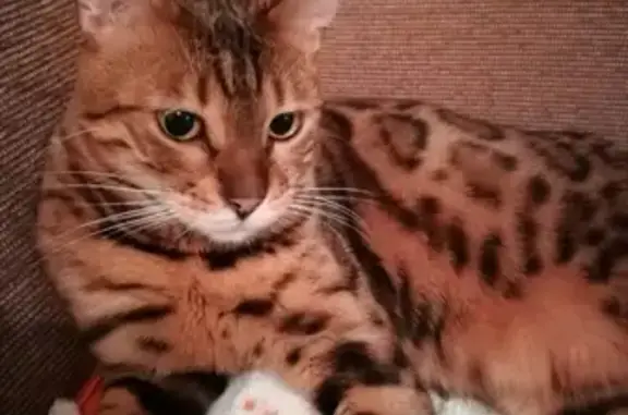 Потерянные животные Москва, фото: Пропала собака Оливка, Москва