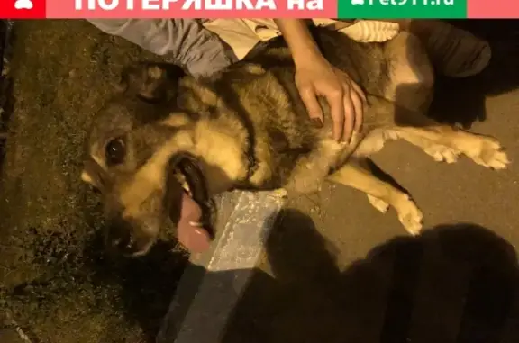 Собака найдена на Рубцовской набережной 2к4