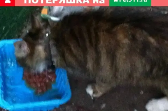 Найдена кошка в Москве с ошейником
