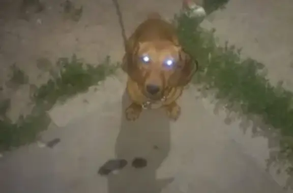 Пропала собака со шрамом в Таганроге