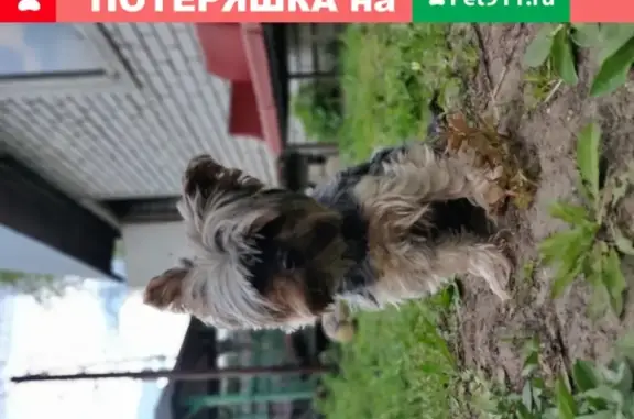 Пропала собака йорк возле станции Родники, Московская область
