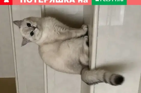 Пропала кошка Снежинка-Снежка в Лесном Городке, Одинцовский район
