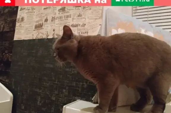 Пропала кошка на ул. Металлургов 4а, Череповец