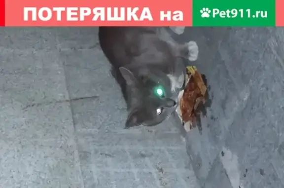 Найдена кошка рядом с метро Октябрьская, Москва