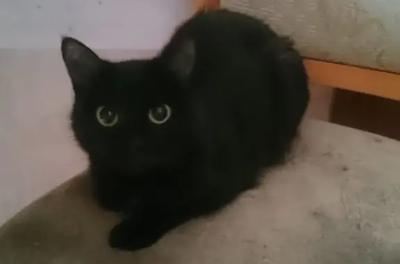 Пропала кошка Мира на Вербной, 10 в Красноярске