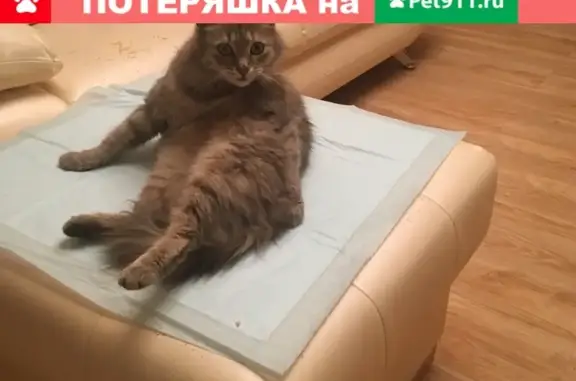 Найдена кошка рядом с ТЦ Облака в Москве