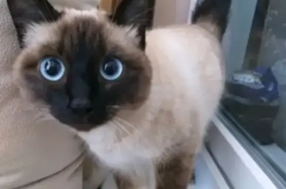 Найдена тайская кошка в Екатеринбурге