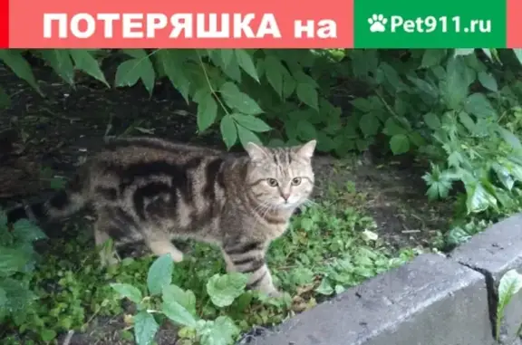 Найден кот на ул. Белинского, Екатеринбург