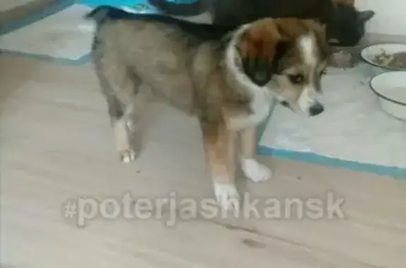 Пропала собака Зара на улице Трикотажная 9