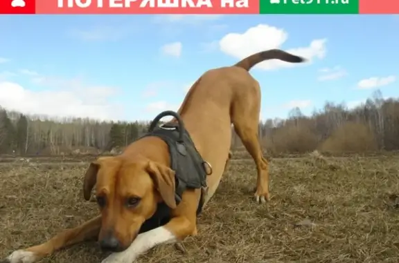 Пропала рыжая собака Марс (Южный автовокзал, Екатеринбург)