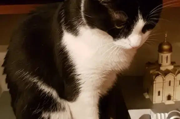 Кошки потеряшки, Москва, фото: Потеряшка кошка в районе Кузьминки, адрес: Волгоградский проспект 74-1