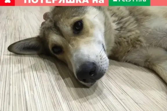 Найдена собака на Ломоносовском пляже в Череповце