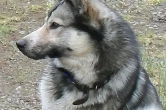 Пропал пёс АЯН в Талнахе, Красноярский край