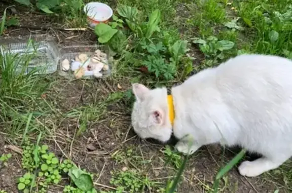 Пропала кошка в желтом ошейнике в Омске