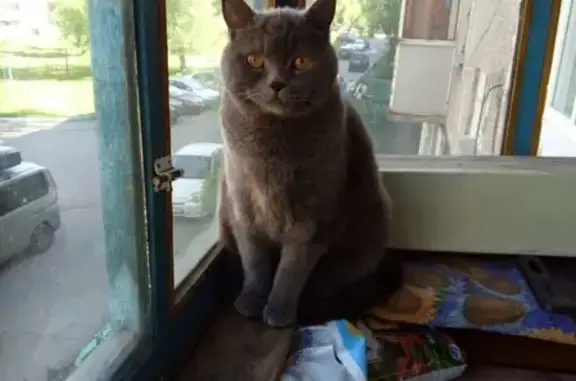 Найден кот британец в Новокузнецке